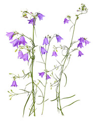 Several stems of purple meadow bluebells, transparent background