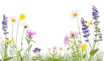 Fototapeten Meadow with cuckoo flower, daisies, daisies and others, transparent background © Marina Lohrbach