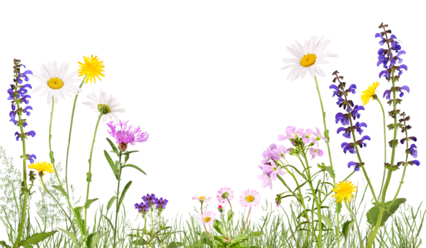 Meadow with cuckoo flower, daisies, daisies and others, transparent background