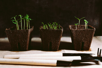 Pepper seedlings in peat pot