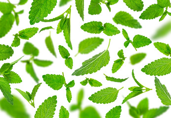 Mint leaf mockup. Fresh flying green mint leaves, lemon balm, melissa, peppermint isolated on white background. With clipping path. Cut out Mint leaf texture, pattern. Spearmint herbs