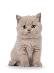 Fototapeta premium Adorable lilac British Shorthair cat kitten, sitting up facing front. Looking straight to camera. Isolated on a white background.