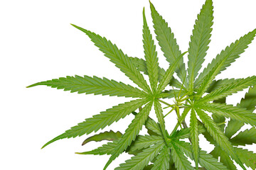 Cannabis Sativa plant  isolated with working path