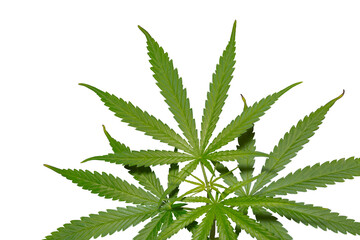 Cannabis Sativa plant  isolated with working path