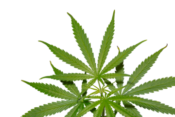 Cannabis Sativa plant  isolated with working path