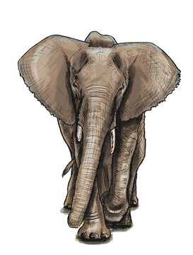 Realistic digital painting of an elephant.