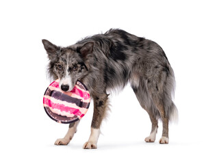 Blue merle Border Collie dog, standing side ways holding frisbee in mouth. Looking straight to camera. isolated on a white background.