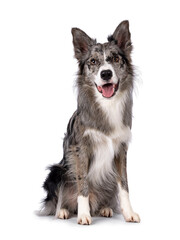 Young adult blue merle Border Collie dog, sitting up facing front. Looking straight towards camera panting. Isolated on a white background.