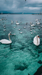Vertical image with beautiful white swans and birds on the lake