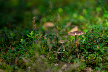 Small mushroom in the forest