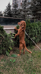 Cocker Spaniel on the green garden