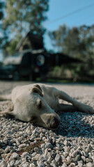 A sleeping dog is resting on the camping area