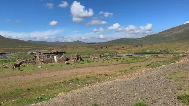 Mule walks to rustic stone farmhouse in high green plateau of Lesotho