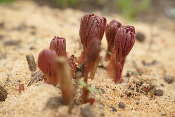 Cherry Tomato seedling, close up. Macro of Red Robin Cherry Tomate plants just emerged on window sill or in greenhouse, 1 week after planting tomato seeds. Early spring planting. Selective focus