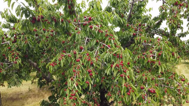 Beautiful Red Cherries ready for harvest time. Traverse City, Cherry Capital of Michigan, USA