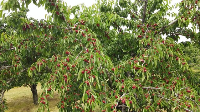 Cherries ready to harvest in Traverse City, Cherry Capital of Michigan, USA