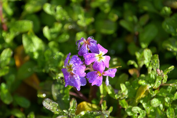 Fototapete bei efototapeten.de bestellen   