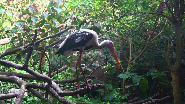 Large wader bird, an ugly painted stork, mycteria leucocephala walking on tree branch, stretch its wings in dense forest environment.