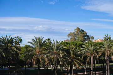 Fototapeta na wymiar Palm trees in the park in Valencia, Spain