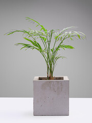 Tropical office plant in concrete cube pot on white background. 100 megapixel stock photo