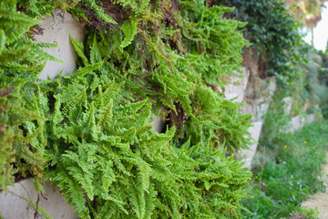 green vertical garden texture and background in spring