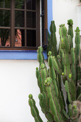 Big green cactus in front of house with window in Tenerife, Spain