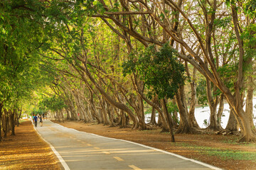  pathway and beautiful trees track for running or walking and cycling relax in the park
