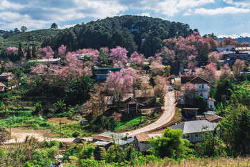 Fototapeta na wymiar landscape of Beautiful Wild Himalayan Cherry Blooming pink Prunus cerasoides flowers at Phu Lom Lo Loei and Phitsanulok of Thailand