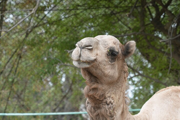 Obraz premium portrait of a camel close up