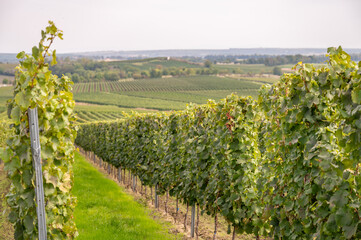 Fototapeta na wymiar vine plants on a vineyard during end of september, mainz zornheim, germany