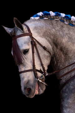 Grey horse vertical portrait, Andalusian purebred on a black background. Spanish thoroughbred with braided mane decorated with bows. Equestrian.