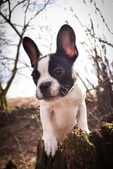 French buldog is standing in the forest. He is so funny and he looks more cute.
