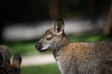 Australian kangaroo is in the zoo habitat near to the fence. They have beautiful place for living.