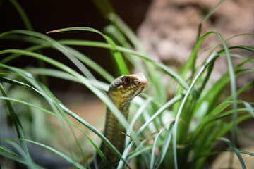Snake is hiding in grass. He is waiting for his loot.