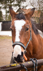 Naklejka premium Horse is preparing for riding. He is waiting for his rider.