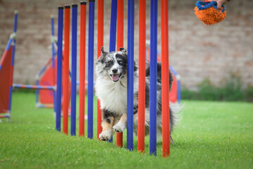 Dog is running slalom on his agility training on agility summer camp czech agility slalom.