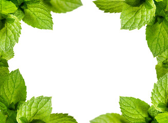 Border of Peppermint Leaves close up. Fresh Juicy Green Leaves of Mint.