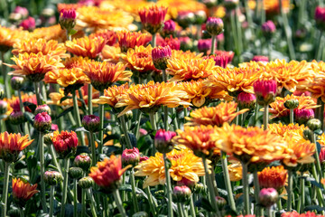 Flowers and buds of yellow chrysanthemums close-up on a blurred background