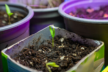 Springtime Sowing Organic Vegetables Seeds for Vegetable Garden 