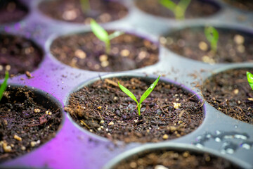 Springtime Sowing Organic Vegetables Seeds for Vegetable Garden 