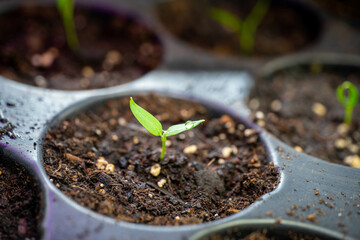 Springtime Sowing Organic Vegetables Seeds for Vegetable Garden 