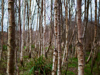 Planted and growing birch trees in a park. Beautiful tree with original texture on its trunk.