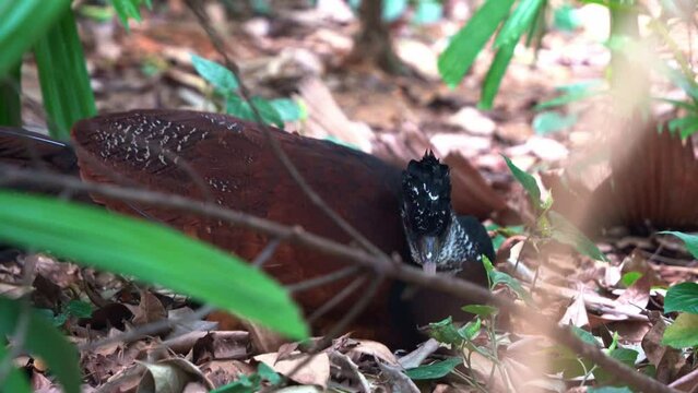 Female great curassow, crax rubra spotted in the wild, foraging on the forest ground, close up shot of wildlife bird species.