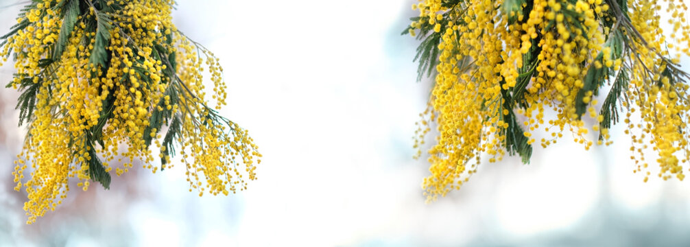 Mimosa flowers close up on abstract blurred light background. symbol of festive Spring season, 8 March holiday. fluffy yellow buds mimosa texture. Template for design. banner. copy space