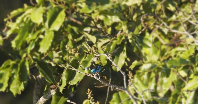 Pair of blue dacnis male and female perched on a branch jump away, turquoise honeycreeper enjoying sunlight
