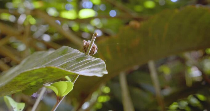 Following a trash bug as it travels up a twig onto a leaf , its like a bundle of trash, lacewing