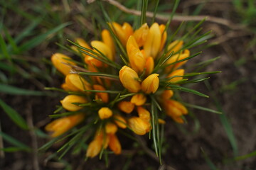 Spring primroses. Blooming crocuses in a green meadow. Crocuses as a symbol of spring. Flowering yellow Crocus. Lila Crocus Iridaceae