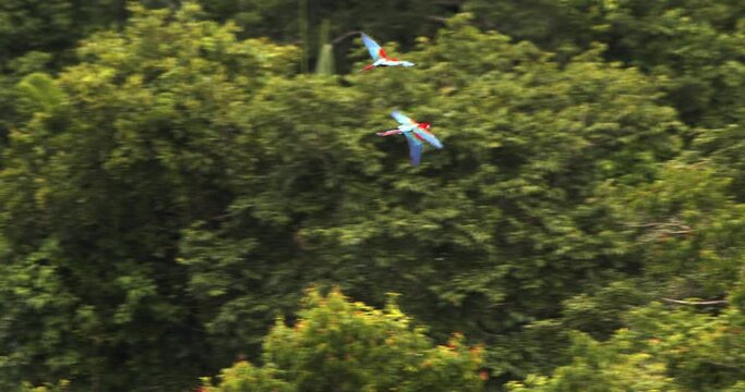 Three Scarlet Macaws flying over the forest canopy of the Peruvian Amazon rain forest, playing 