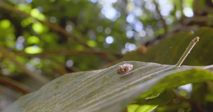 Trash bug walks on a leaf with all the things it has picked up and arranged on it to camouflage itself from predators
