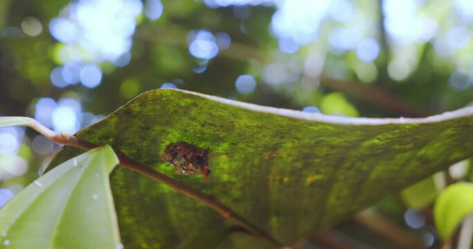 Going under a leaf to see the trash bug, lacewing larva moving , background of the forest canopy